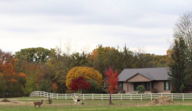 COUNTRY HOME WITH LLAMAS JUST OUTSIDE THE WINDOWS! in Bluffs