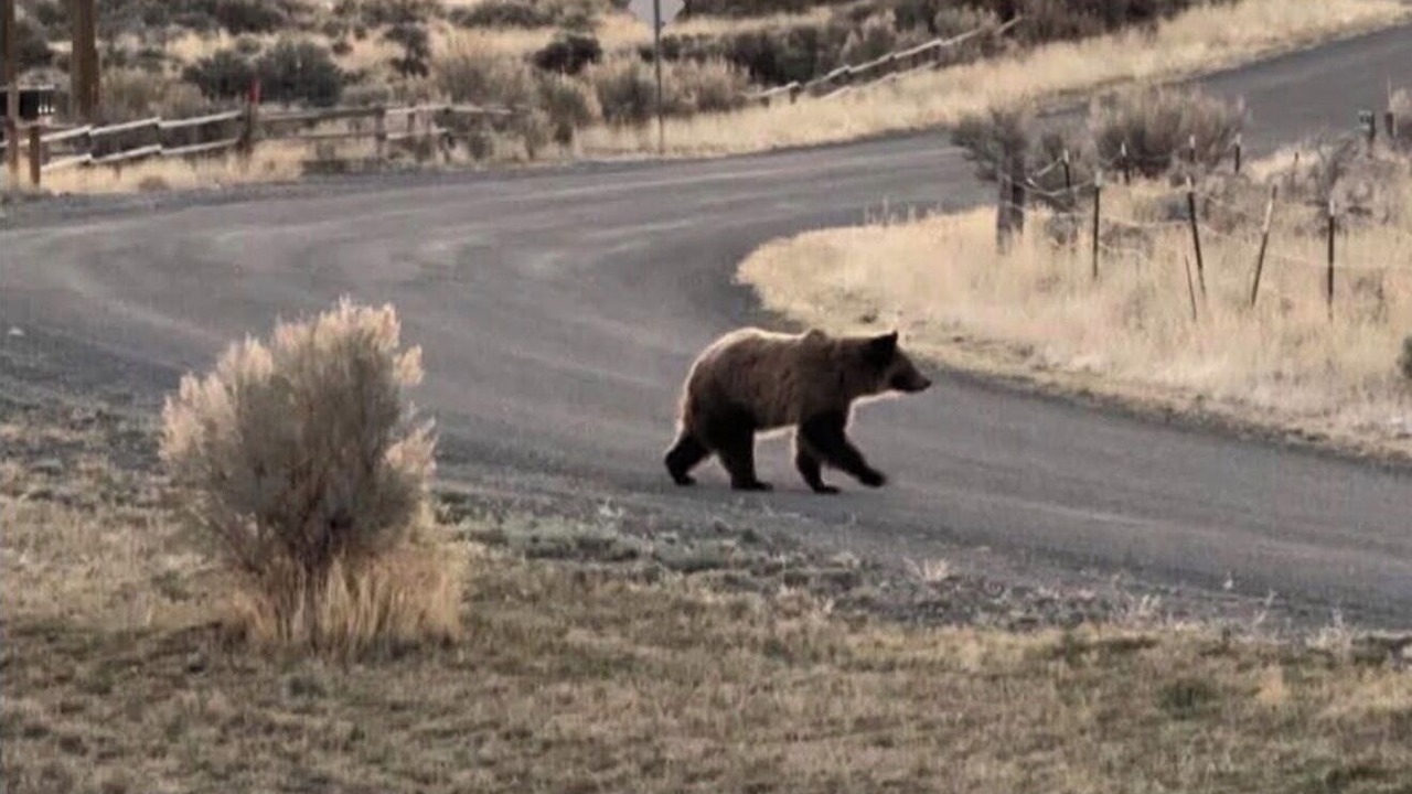 Photo of Others in Wapiti
