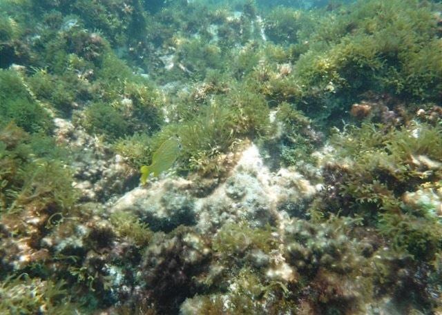 Photo of Others in Rainbow Bay